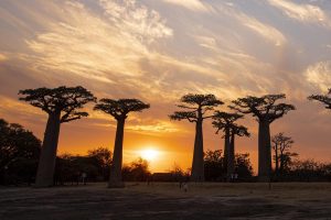 Baobab avenue