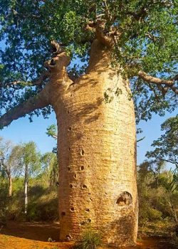 Sacred Baobab