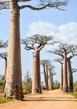 The Avenue of the Baobabs