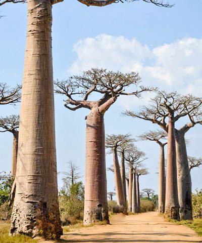 The Avenue of the Baobabs