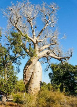 The Loving Baobab