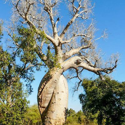 The Loving Baobab